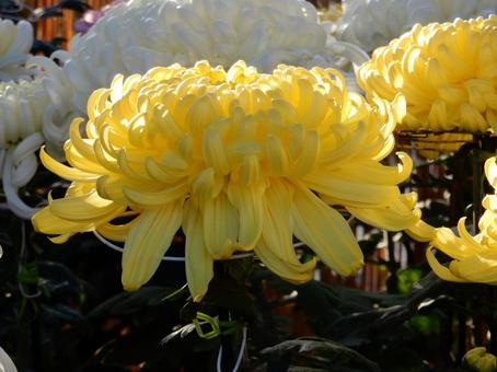 【風景写真】福山菊花展覧会の風景 キク,菊,菊花展の写真素材