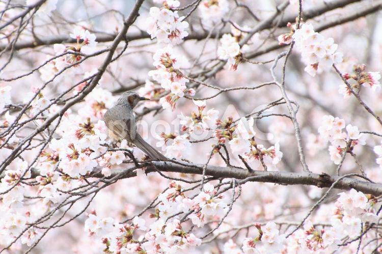 桜にとまるヒヨドリ 桜,ヒヨドリ,春の写真素材