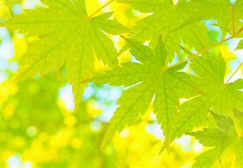 Fresh green season texture background with a fragrant breeze, fresh green season, breeze, fresh green, JPG