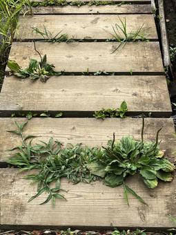 草が生えてきた木製の道 草が生えてきた木製の道 木製,道,草の写真素材