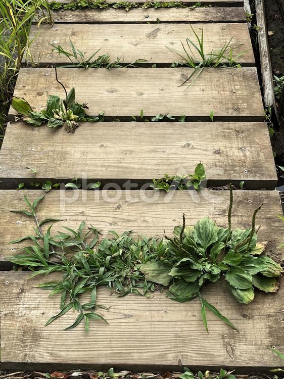 草が生えてきた木製の道 木製,道,草の写真素材
