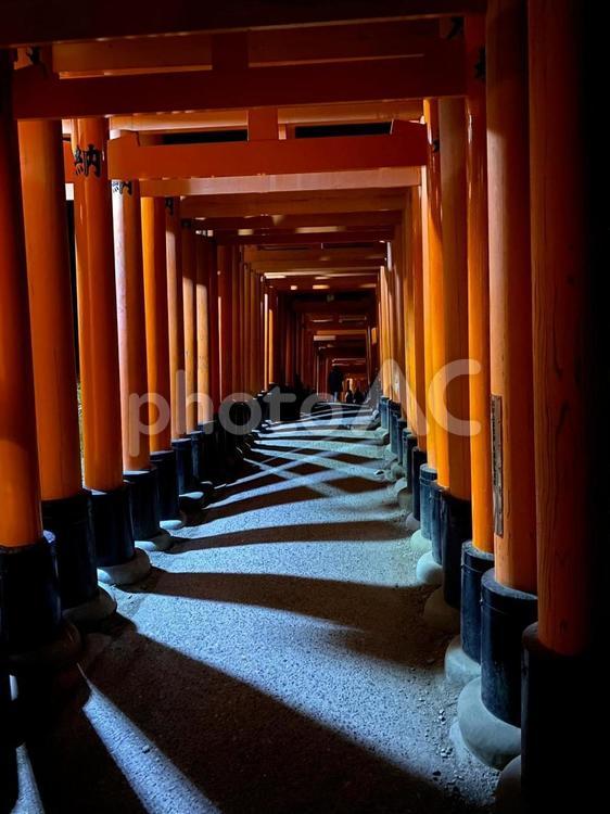 京都　伏見稲荷大社　夜間参拝　鳥居 鳥居,伏見稲荷大社,伏見の写真素材