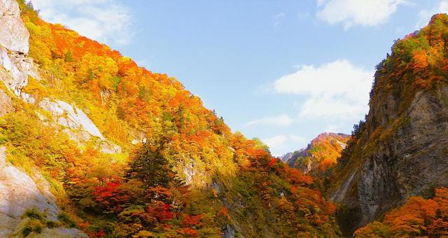 秋色に染まる 白山白川郷ホワイトロード 秋色,紅葉,絶景の写真素材