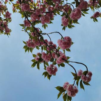 花 花びら,背景,桜の写真素材