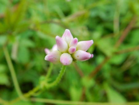 【花の写真】ミゾソバ(溝蕎麦) 【花の写真】ミゾソバ(溝蕎麦)の写真