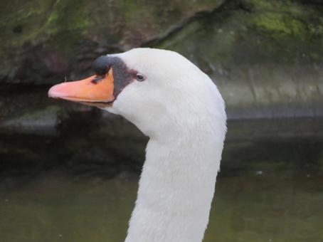 Photo, cobb swan, bird, creatures, 