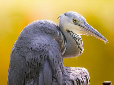 アオサギのアップ サギ,アオサギ,野鳥の写真素材