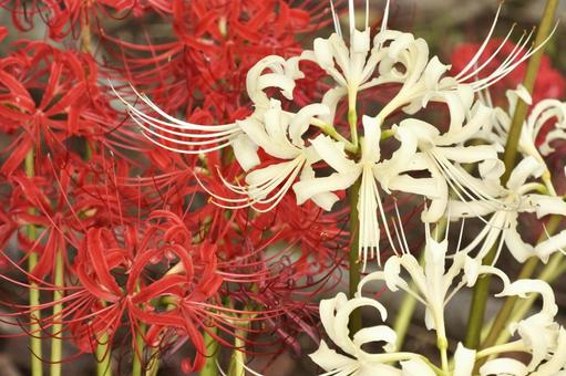 紅白の彼岸花 紅白の彼岸花の写真