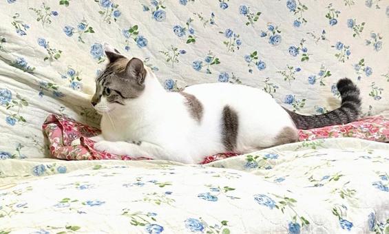 ソファでつくろぐシャム系猫ちゃん ソファでつくろぐシャム系猫ちゃんの写真