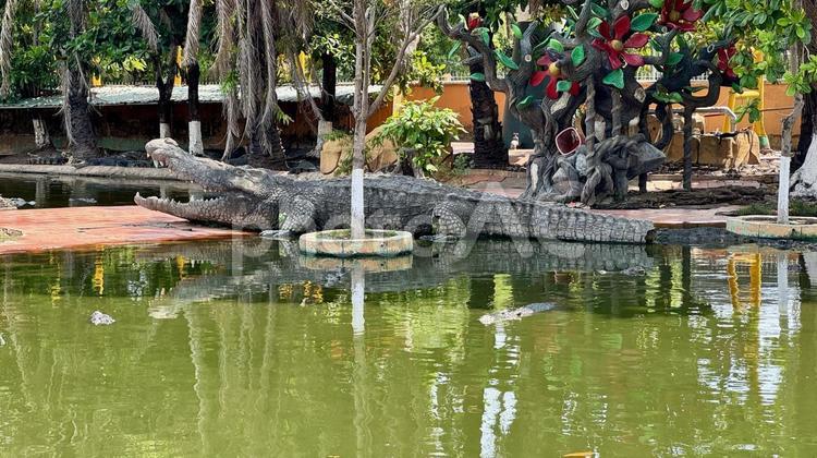 本物そっくり スイエンティ公園,ワニ,野生の写真素材