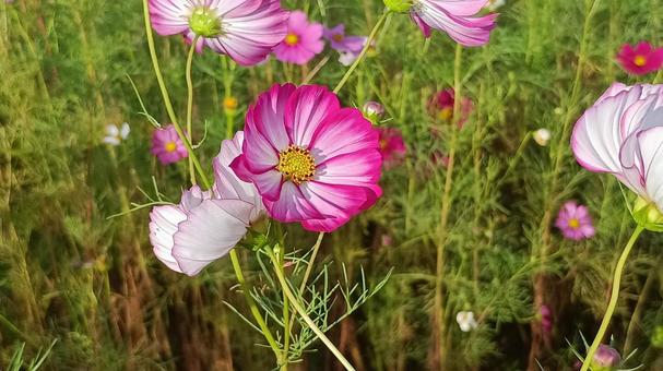 白とピンクのコスモスの花 白とピンクのコスモスの花 コスモス,花,アキザクラの写真素材