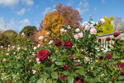 バラ園・美しい赤やピンクの秋バラ バラ園・美しい赤やピンクの秋バラ バラ,薔薇,バラ園の写真素材
