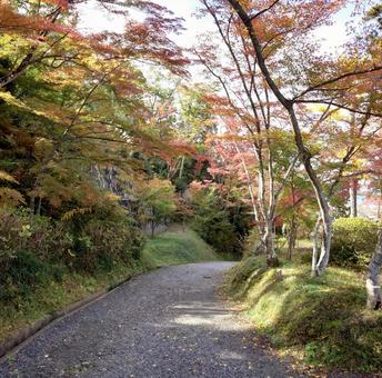紅葉の山道 紅葉,山道,熊の写真素材