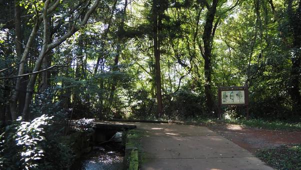 秋天,步行道,木棧道,溪流,森林,陽光,公園 秋天,步行道,木棧道,溪流,森林,陽光,公園