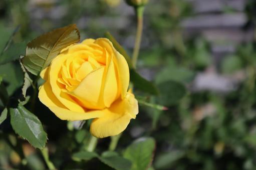 バラ園に咲く黄色い薔薇を撮った写真です バラ園に咲く黄色い薔薇を撮った写真ですの写真