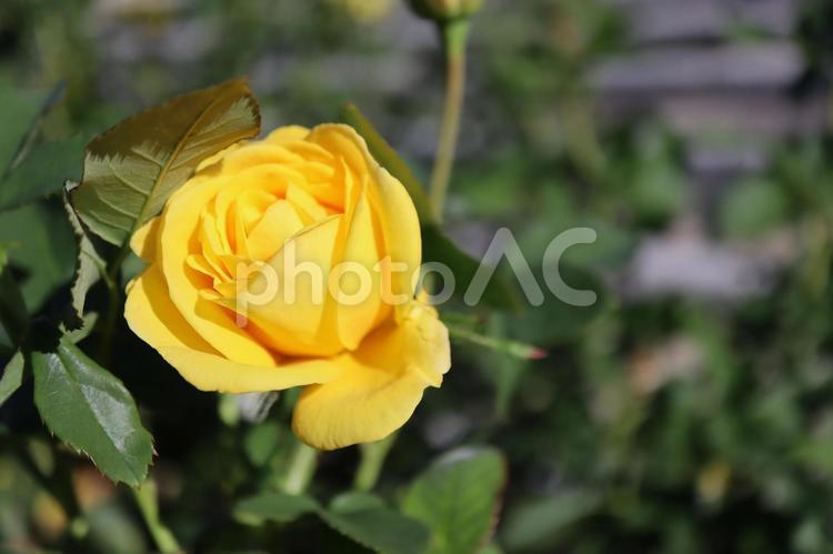 バラ園に咲く黄色い薔薇を撮った写真です 花,薔薇,自然の写真素材