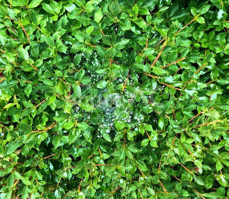 雨露を乗せた蜘蛛の巣 蜘蛛の巣,雨滴,梅雨の写真素材