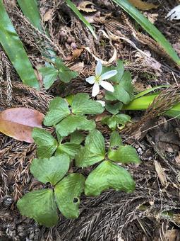 山野草 山野草の写真