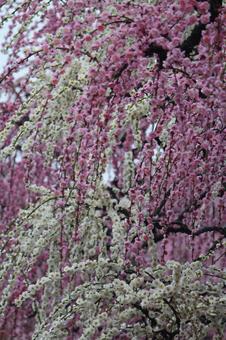Photo, ume, spring, flower, 