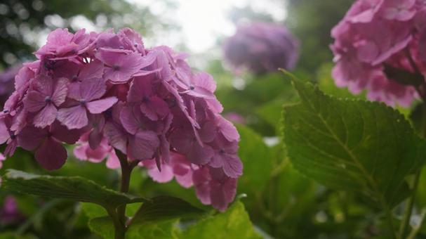 紫のあじさいの写真