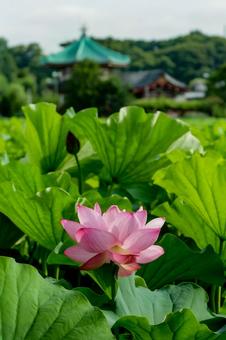 lotus, JPG lotus, JPG