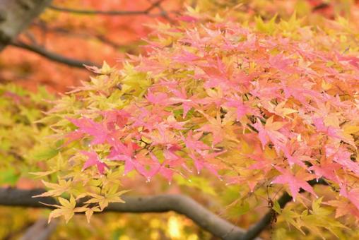 照片, 自然, 美女, 鸡爪槭, 