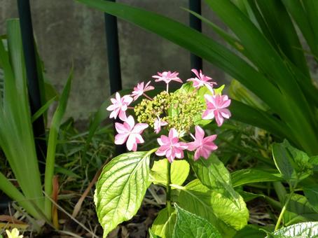 川沿いの花壇で咲き始めたアジサイ 川沿いの花壇で咲き始めたアジサイの写真