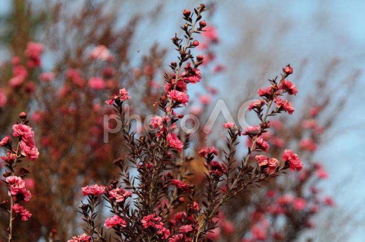 ギョリュウバイ・御柳梅　咲く風景 ギョリュウバイ,花木,一重咲きの写真素材