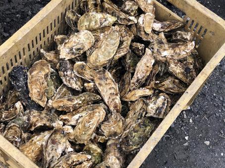 殻付きの牡蠣 殻付きの牡蠣 牡蠣,カキ,海鮮の写真素材