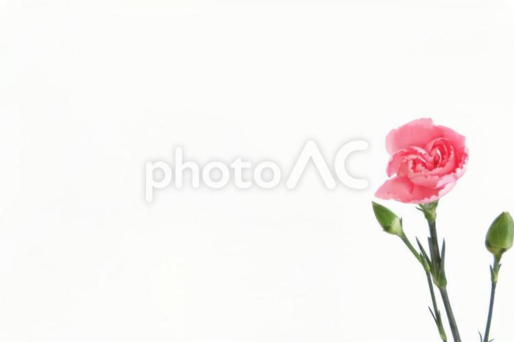 カーネーション　母の日メッセージカード カーネーション,母の日,花の写真素材