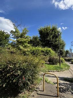 真夏の公園 真夏の公園 風景,自然,木の写真素材