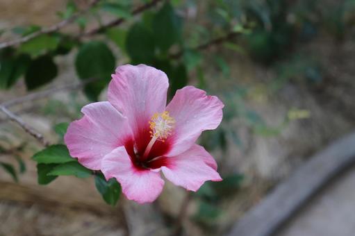 Hibiscus (Crystal Pink), hibiscus, , pink, JPG