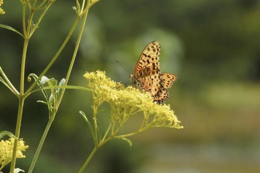 蝶々と花⑦ 蝶々と花⑦ 蝶々,花,花と蝶の写真素材