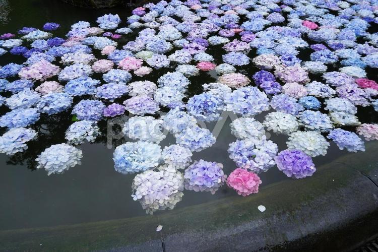 浮かぶあじさい あじさい,花,水の写真素材