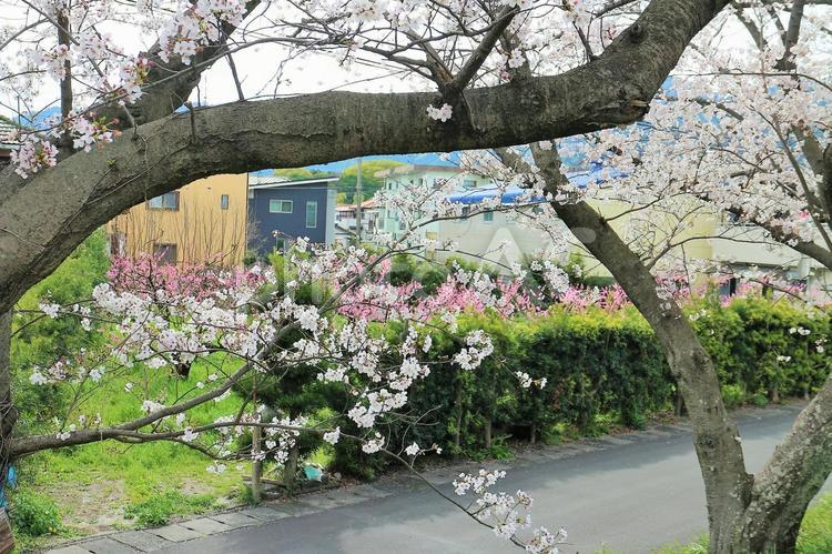 土手の桜の花の間から見える桃畑 桜,桃,桃の花の写真素材