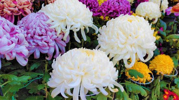 Chrysanthemums that color late autumn 009, JPG Chrysanthemums that color late autumn 009, chrysanthemum, gardening, appreciation, JPG