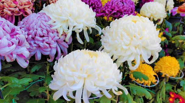 Chrysanthemums that color late autumn 009, chrysanthemum, chrysanthemum, gardening, JPG