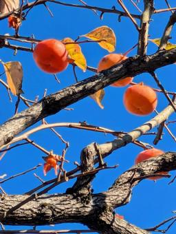 柿 秋,季節,柿の写真素材