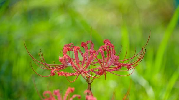緑の草むらに咲く彼岸花 緑の草むらに咲く彼岸花 彼岸花,曼珠沙華,花の写真素材