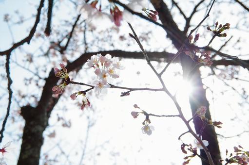 桜と太陽 桜と太陽の写真
