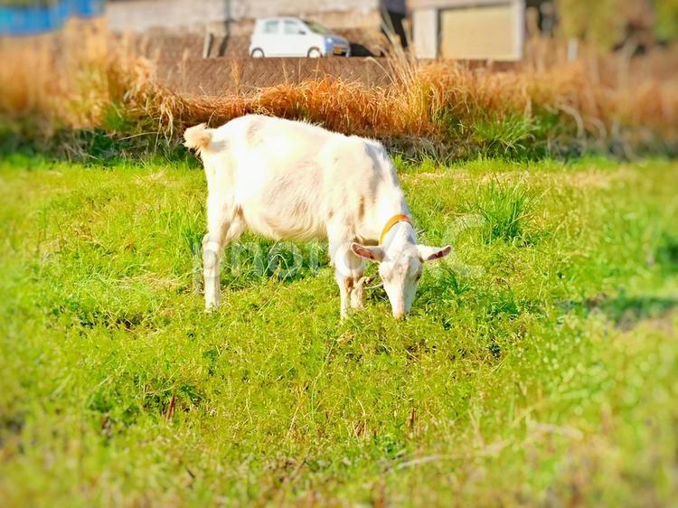 田舎のヤギさん 動物,牧草地,自然の写真素材