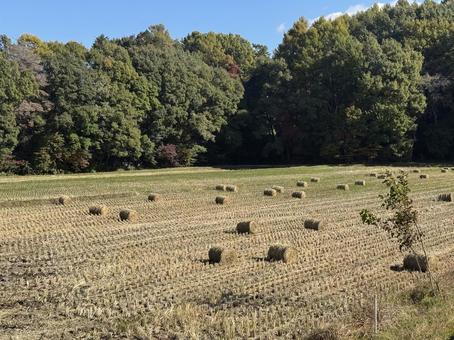 晩秋の田んぼ（藁ロール）の写真
