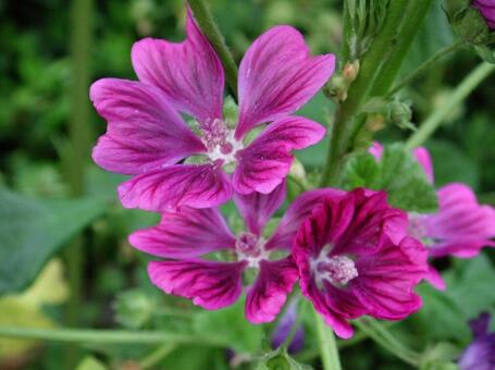 コモンマロウ　マクロ 草花,鮮やか,自然風景の写真素材
