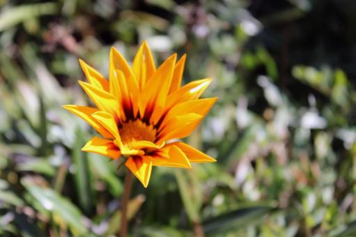 ガザニア ガザニア 花,玄関,鉢植えの写真素材