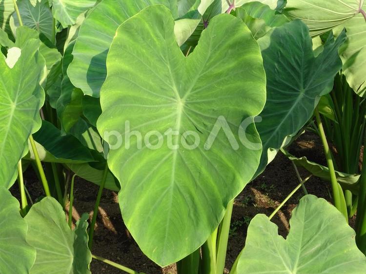 タケノコイモの葉 タケノコイモ,筍芋,たけのこ芋の写真素材