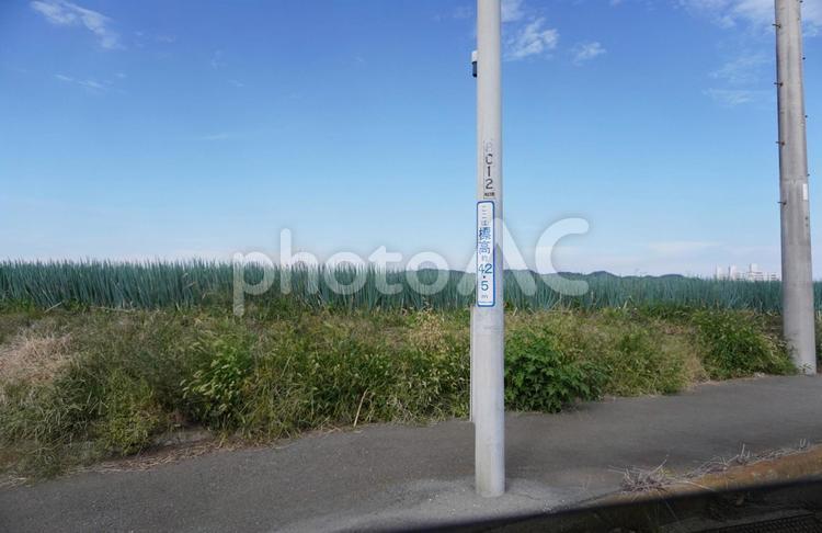 標高４２．５ｍ 三浦,畑,標高の写真素材