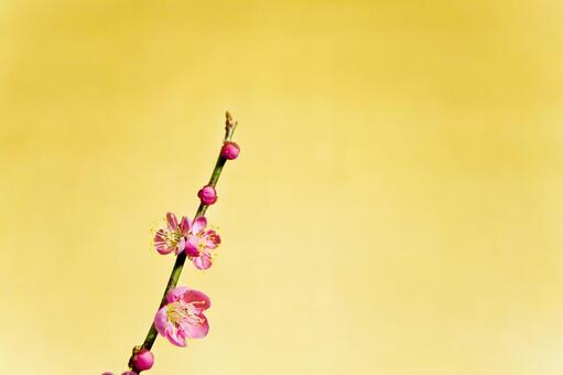 梅の花2 梅の花,１月,2月の写真素材