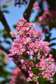Crape myrtle, JPG Crape myrtle, JPG