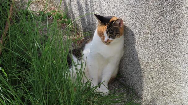 壁に寄りかかってお昼寝する可愛い三毛猫 三毛猫,猫,眠り猫の写真素材