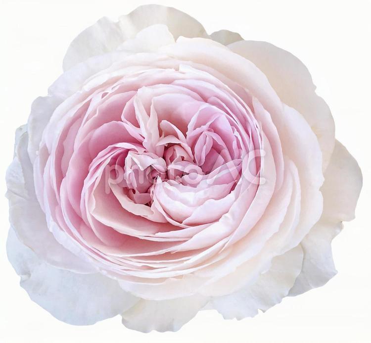 ピンクの薔薇9　切抜き 薔薇,ピンク,切抜きの写真素材